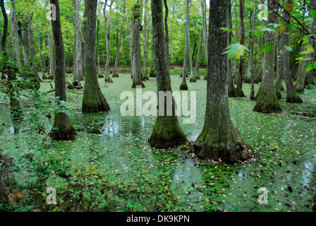 Tupelo-Bald Cypress Swamp sur le Natchez Trace Parkway, le Mississippi Banque D'Images