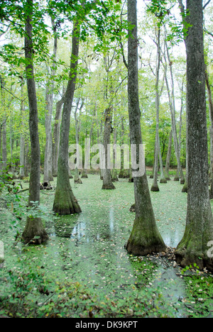 Tupelo-Bald Cypress Swamp sur le Natchez Trace Parkway, le Mississippi Banque D'Images