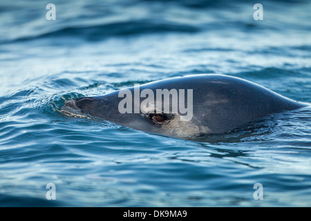 L'Antarctique, l'Île Shetland du Sud, Leopard Seal (Hydrurga leptonyx) nager le long de l'Île Déception Banque D'Images