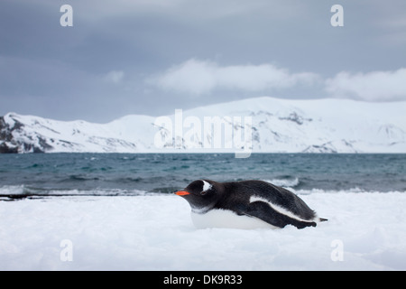 L'Antarctique, îles Shetland du Sud, Gentoo pingouin (Pygoscelis papua) reposant dans la neige sur l'Île Déception Banque D'Images