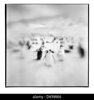 L'Antarctique, l'Île Déception, Blurred image en noir et blanc de Gamla debout sur pente de neige Banque D'Images