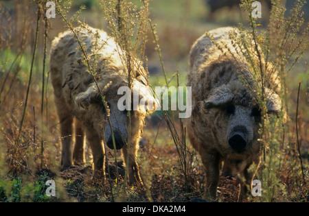 , Mangalica-Schwein Schafschwein Mangalitza, Mangaliza,, Mangalitza-Wollschwein Banque D'Images