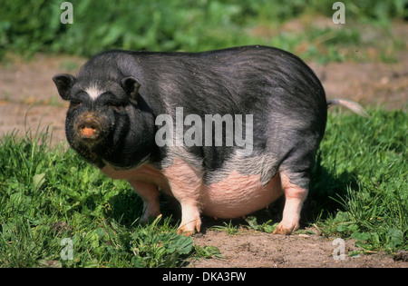 Pot-bellied pig, Hängebauchschwein Hängebauchschwein Vietnamesisches, Banque D'Images