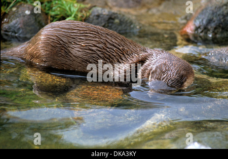 Kanadischer Fischotter im Wasser, Nordamerikanischer Fischotter (Lontra canadensis), le nord de la loutre de rivière, loutre commune, Banque D'Images