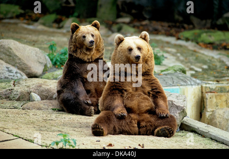 Zoo : Braunbären, Braunbär im Gehege (Ursus arctos) Banque D'Images