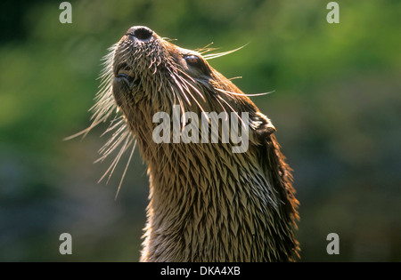 Kanadischer Nordamerikanischer, Fischotter Fischotter (Lontra canadensis), Babyzoo Wingst Banque D'Images