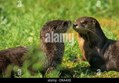 Kanadischer Nordamerikanischer, Fischotter Fischotter (Lontra canadensis), Babyzoo Wingst Banque D'Images