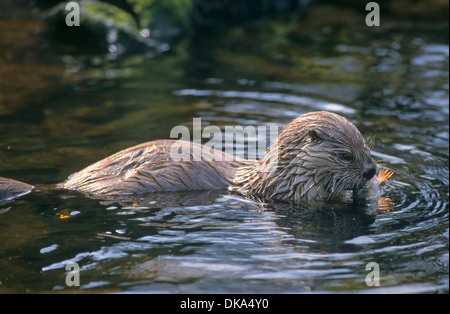 Kanadischer Nordamerikanischer, Fischotter Fischotter (Lontra canadensis), Babyzoo Wingst Banque D'Images