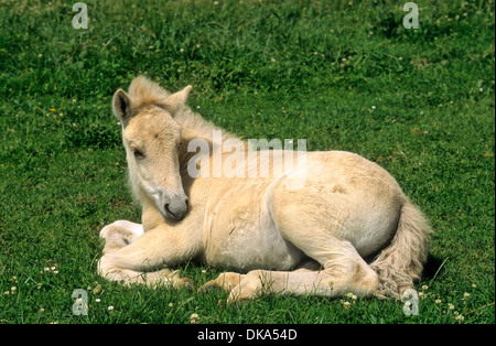 Fjord Horse, cheval Fjord norvégien, norwegisches Fjordpferd - Fohlen, Norweger, Fjordinger Fjordpony Fjordpferd, oder Banque D'Images