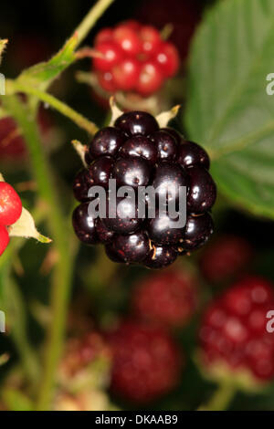 Venu et non venu étapes de blackberry fruits (Rubus fruticosus). Cette baies sauvages sont très aromatiques. Ils sont utilisés pour la fabrication de la confiture ou pour faire des gâteaux aux fruits avec des mûres. Photo : Klaus Nowottnick Date : 22 août 2012 Banque D'Images