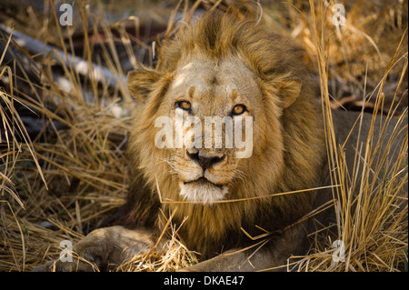 Panthero Male lion (Leo), Katavi National Park, Tanzania Banque D'Images