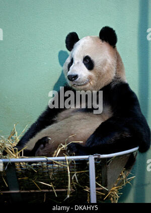 Le zoo d'Edinburgh, Ecosse, Royaume-Uni. 4 décembre 2013. 2e anniversaire de deux pandas géants Tian Tian et Yang Guang est reçu au Zoo d'Edimbourg sur un prêt de 10 ans à partir de la Chine. Banque D'Images