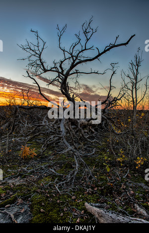 Old dead tree dans le coucher du soleil Banque D'Images