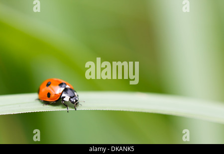 Septième place ladybird sur une feuille verte Banque D'Images