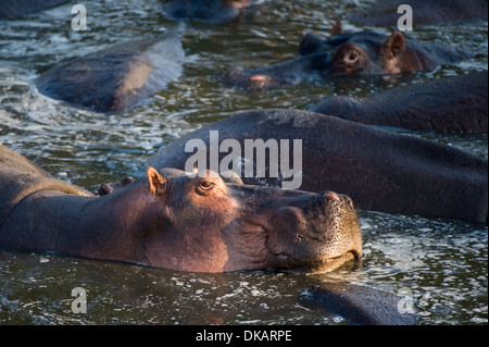 Hippopotame (Hippopotamus amphibius), Katavi National Park, Tanzania Banque D'Images