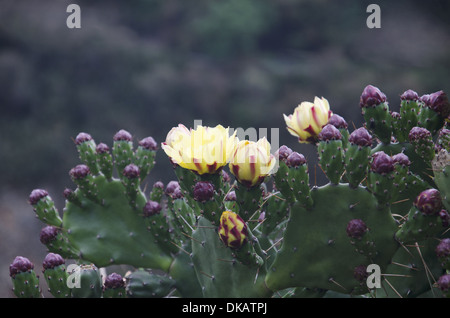 Fleur de cactus jaune. Lobesa. District de Punakha. Bhoutan Banque D'Images