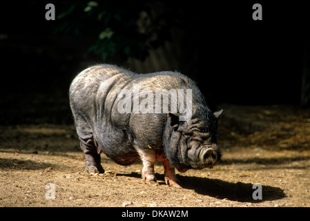 Pot-bellied pig Hängebauchschwein Hängebauchschwein Vietnamesisches, Banque D'Images