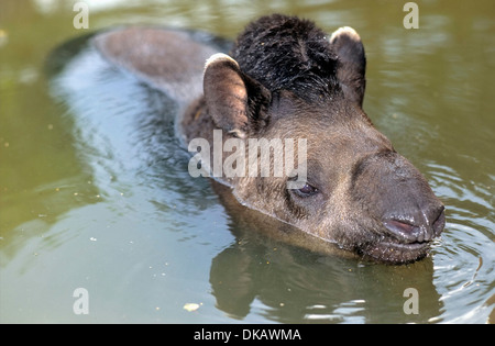 Tapir d'Amérique du Sud (Tapirus terrestris), le tapir, le Brésilien lowland tapir Tapirus terrestris, Flachlandtapir (Tierpark) Gettorf Banque D'Images