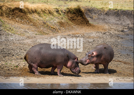 Hippopotame (Hippopotamus amphibius), Katavi National Park, Tanzania Banque D'Images