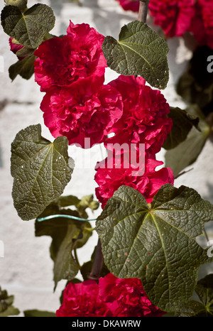 Roses trémières double écarlate Banque D'Images