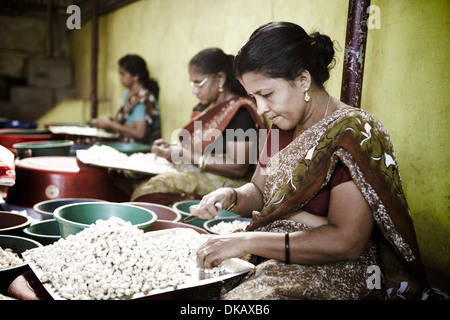 Cajou peler à la main. Kollam, Inde Banque D'Images