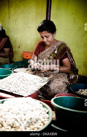 Cajou peler à la main. Kollam, Inde Banque D'Images