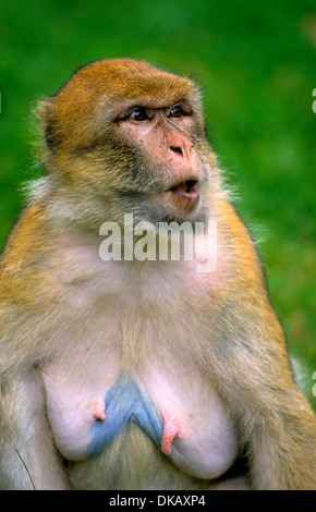 Macaque de Barbarie (Macaca sylvanus), Barbary ape, magot (Macaca sylvanus, Berberaffe), Magot Tierpark Rheine Banque D'Images