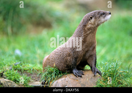 L'Amérique du Nord La loutre de rivière (Lontra canadensis), le nord de la loutre de rivière, loutre commune Banque D'Images