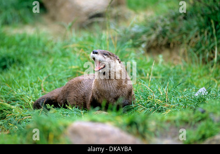 L'Amérique du Nord La loutre de rivière (Lontra canadensis), le nord de la loutre de rivière, loutre commune Banque D'Images