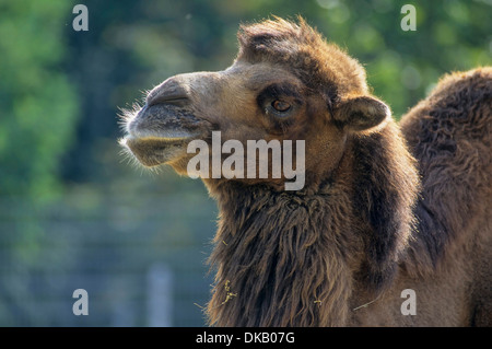 Chameau de Bactriane (Camelus bactrianus), Trampeltier, Kamel, Trampeltier Zweihöckriges Baktrisches, KAMEL, Kamel Banque D'Images