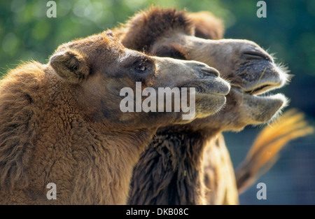 Chameau de Bactriane (Camelus bactrianus), Trampeltier, Kamel, Trampeltier Zweihöckriges Baktrisches, KAMEL, Kamel Banque D'Images