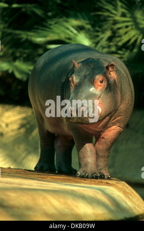 (Hippopotame pygmée Choeropsis liberiensis ou Hexaprotodon liberiensis), Zwergflusspferd (Choeropsis liberiensis) Banque D'Images