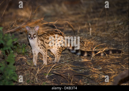 Grand-spotted genette (Genetta tigrina), Katavi National Park, Tanzania Banque D'Images