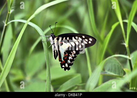 Papillon sur une feuille, Pune, Maharashtra, Inde Banque D'Images