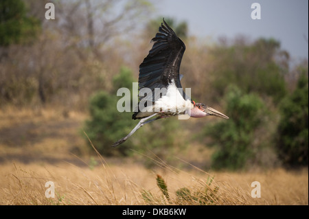 Marabout africain en vol (crumeniferus Flamant rose (Phoenicopterus ruber), Katavi National Park, Tanzania Banque D'Images