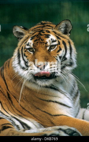 Tigre du Bengale (Panthera tigris tigris), Bengaltiger, Koenigstiger, Bengal-Tiger Indischer, Tiger, Dame 'Rani' Banque D'Images