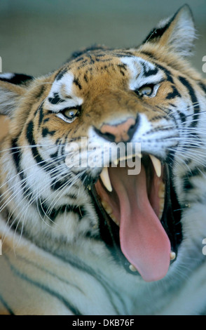 Tigre du Bengale (Panthera tigris tigris), Bengaltiger, Koenigstiger, Bengal-Tiger Indischer, Tiger, Dame 'Rani' Banque D'Images