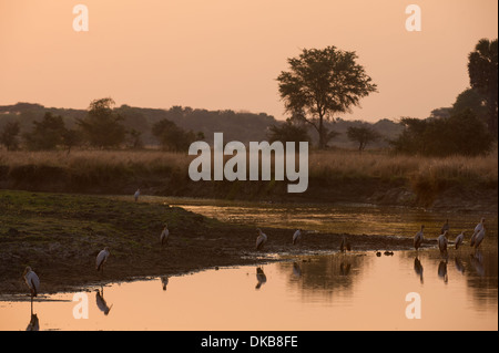Cigognes à bec jaune au coucher du soleil (Mycteria ibis), Katavi National Park, Tanzania Banque D'Images