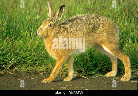 Feldhase (Lepus europaeus), le lièvre (Lepus europaeus), brown hare Banque D'Images