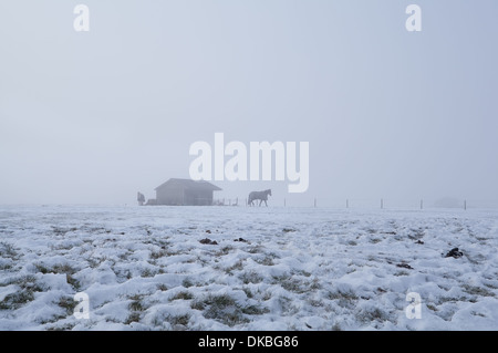 Chevaux sur les pâturages d'hiver dans un épais brouillard, Holland Banque D'Images