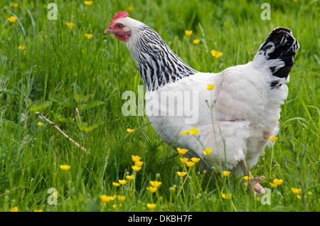 Une poule Sussex, UK Banque D'Images