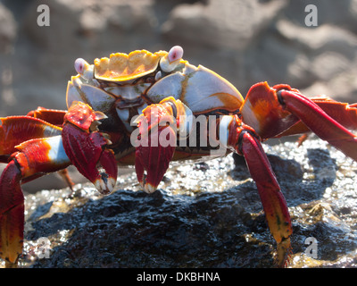 Grapsus grapsus Sally Lightfoot Crab crabe rouge Banque D'Images