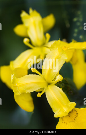 Iris jaune, drapeau jaune ou Pseudacorus d'Iris en vue rapprochée au bord de l'eau en été Banque D'Images