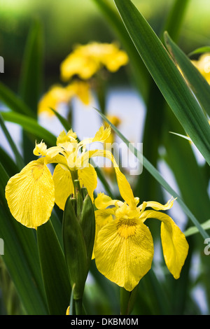 Iris jaune, Iris pseudacorus ou drapeau jaune au bord de l'eau en été Banque D'Images