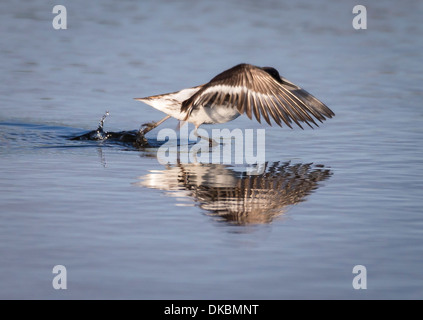 Le Phalarope à bec étroit (Phalaropus lobatus), l'île de Flatey, Breidafjordur, Islande Banque D'Images