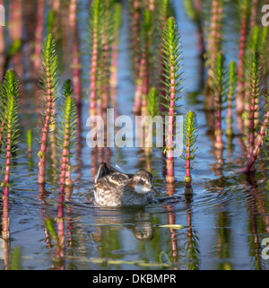 Le Phalarope à bec étroit (Phalaropus lobatus), Islande, Sandgerdi Banque D'Images