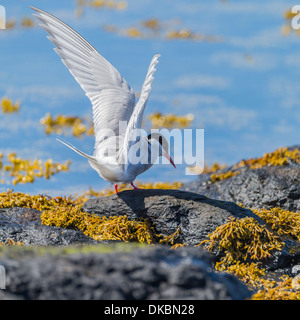 Sterne arctique (Sterna paradisaea), l'île de Flatey, Breidafjordur, Islande Banque D'Images