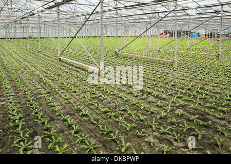 Sommaire La nouvelle plantation de jeunes plantes en serre Andive en été - horizontal Banque D'Images