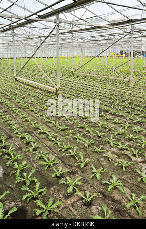 Sommaire La nouvelle plantation de jeunes plantes en serre Andive en été - verticale Banque D'Images