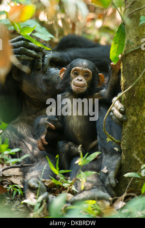 Bébé chimpanzé, Pan troglodytes, Mahale Mountains National Park, Tanzanie Banque D'Images